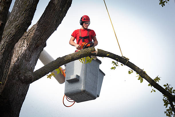 Best Affordable Tree Service  in Bath, PA